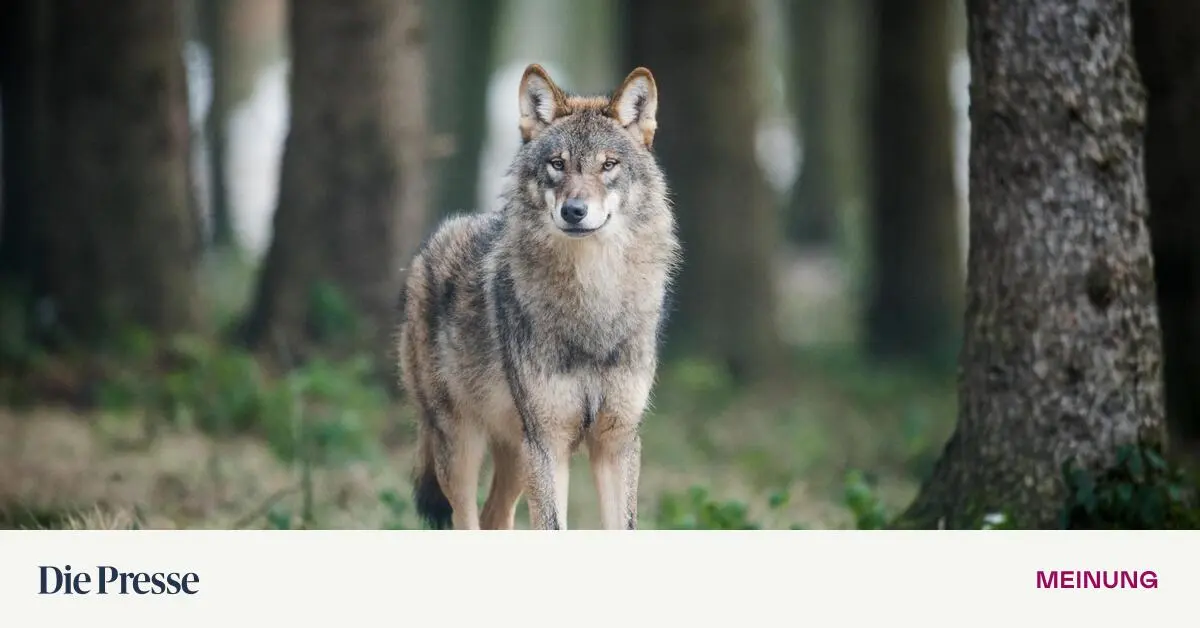 Wenn-europ-ische-Schafe-glauben-der-Wolf-sei-schon-l-ngst-ausgestorben-premium-