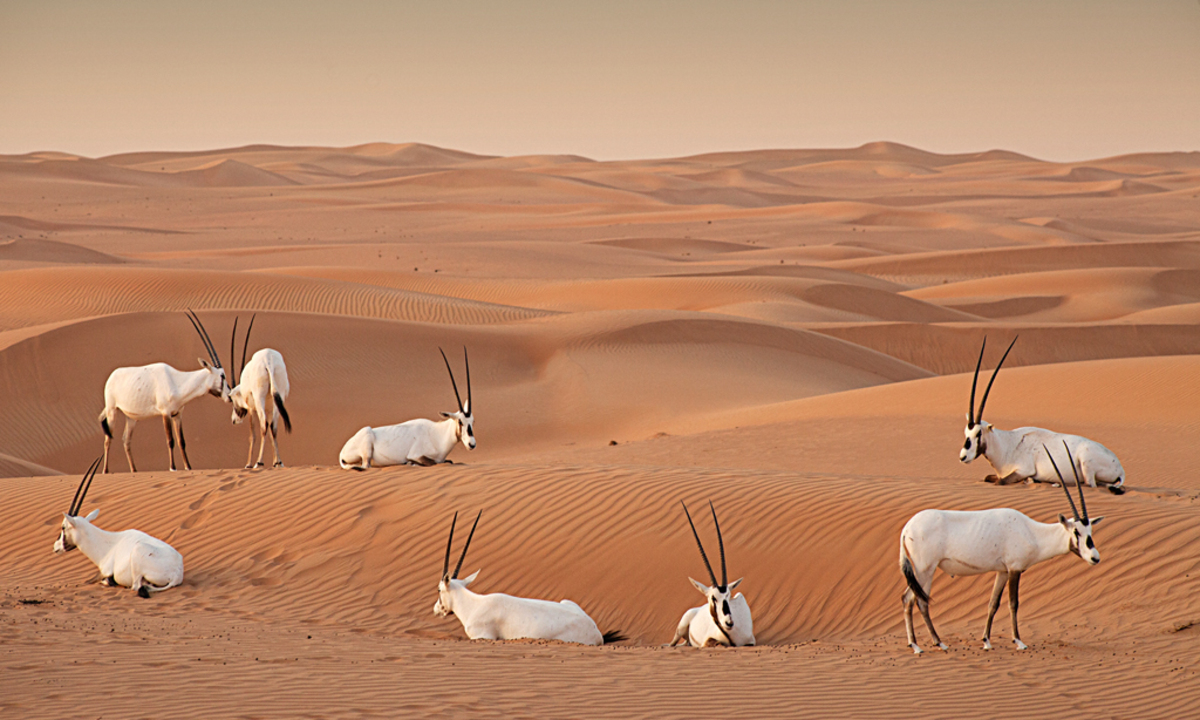 Luxus Ruhe. Vom Al Maha Desert Resort hat man Ausblick auf die endlose Weite der Wüste und die arabischen Oryxe.