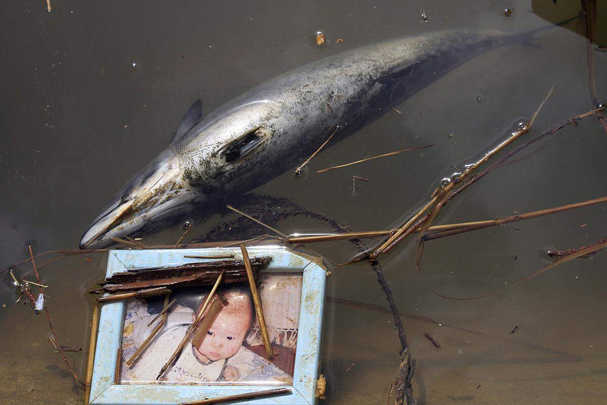 Donnerstag (24. März): In Kesennuma treibt ein Babyfoto neben einem toten Fisch im Wasser.