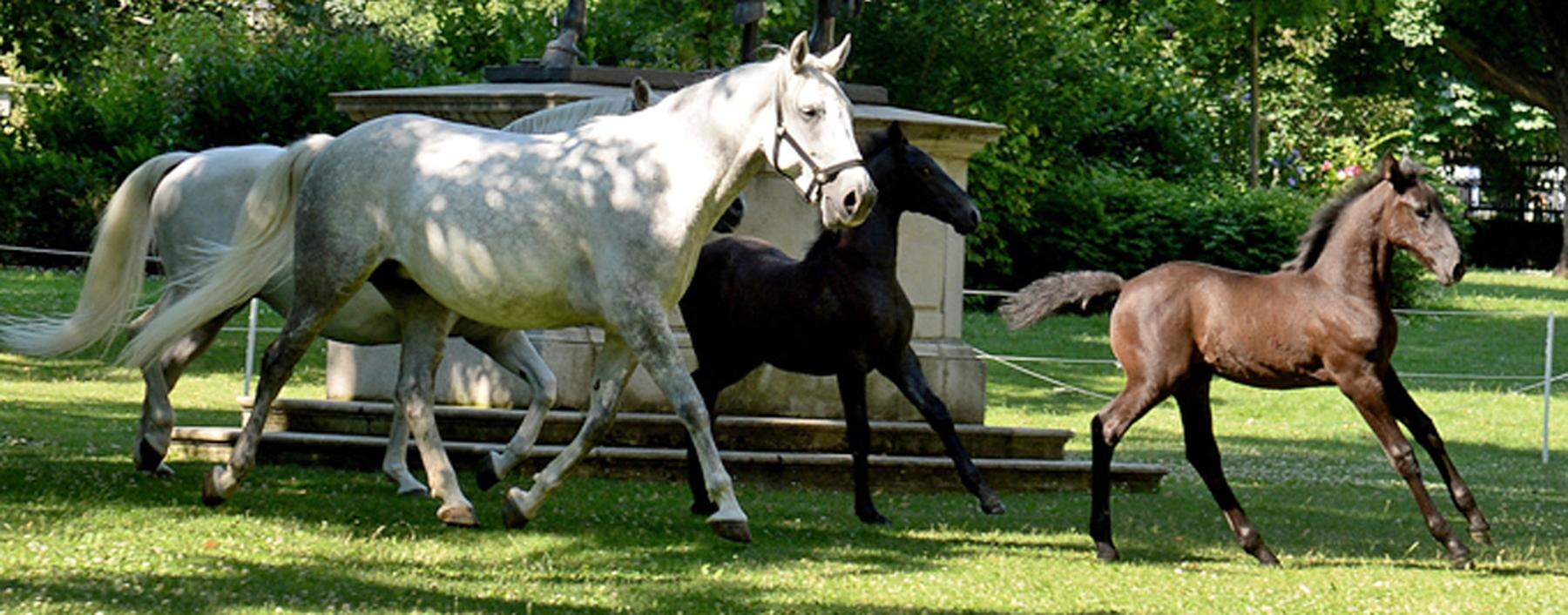 LIPIZZANER IM WIENER BURGGARTEN