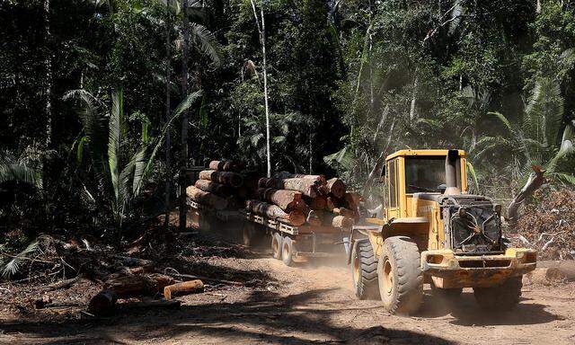 Ein Bild aus Bom Retiro, wo dem Amazonas-Regenwald zu Leibe gerückt wird.