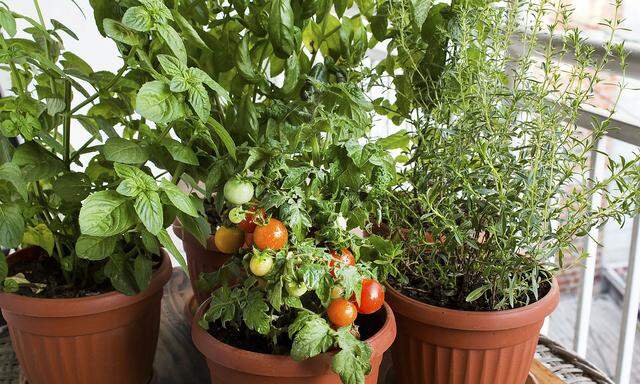Tomaten und Kräuter auf dem Balkon.