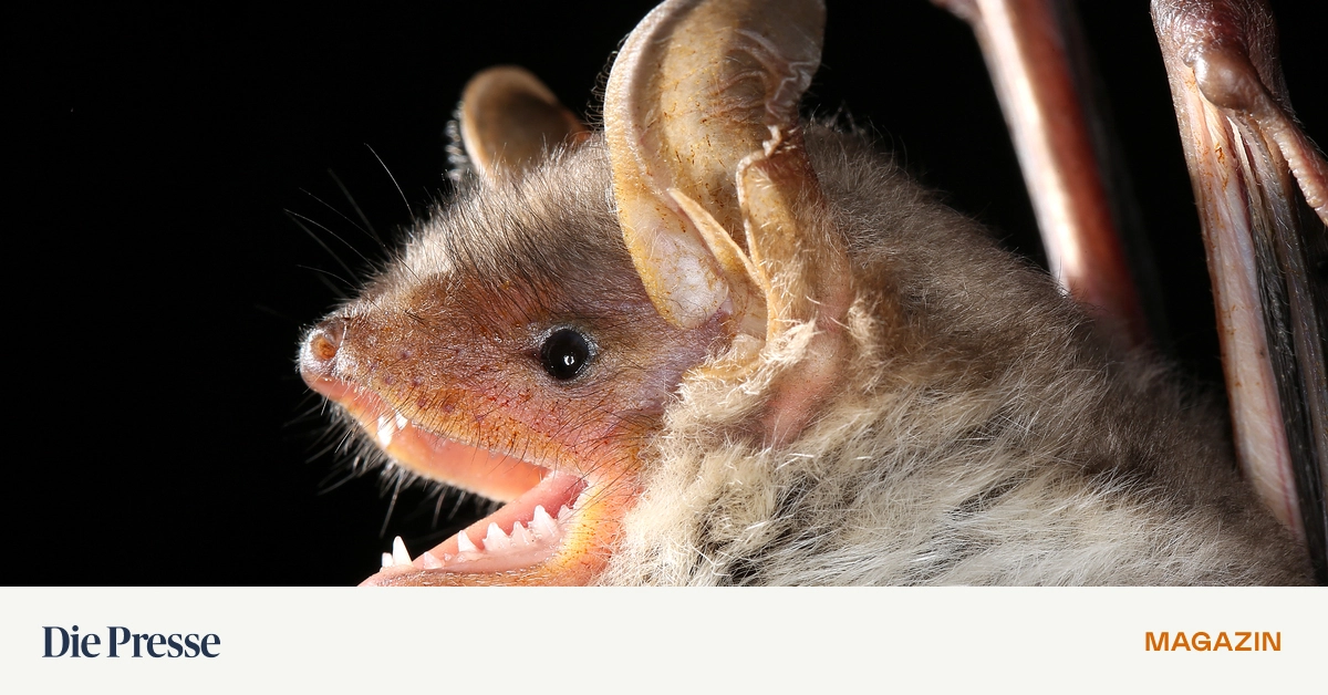 Flederm-use-als-Mitbewohner-premium-