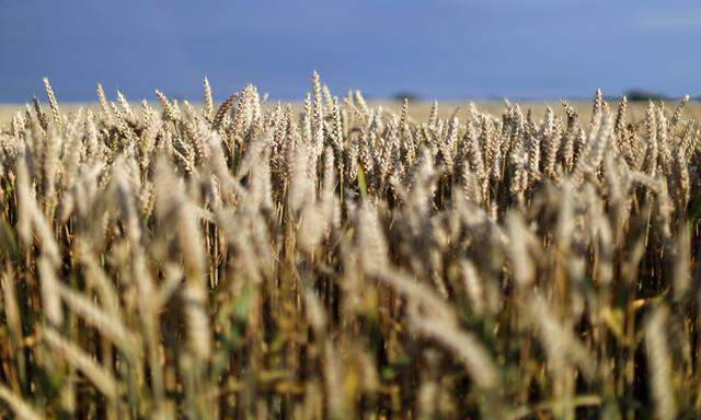 Der Entwurf der Saatgut-Verordnung der EU-Kommission wird vom EU-Parlament in wesentlichen Punkten kritisiert.