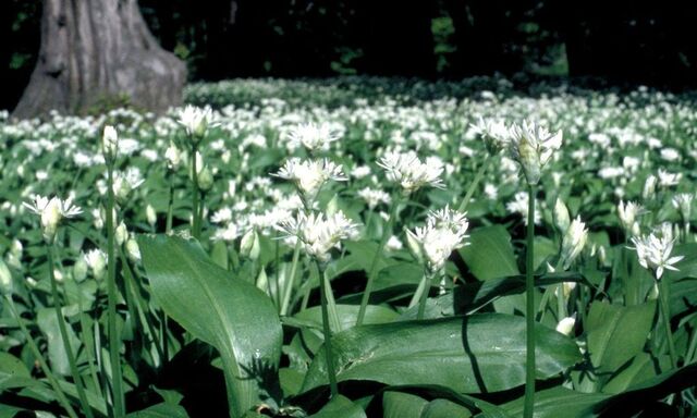 ARCHIVBILD BAERLAUCH