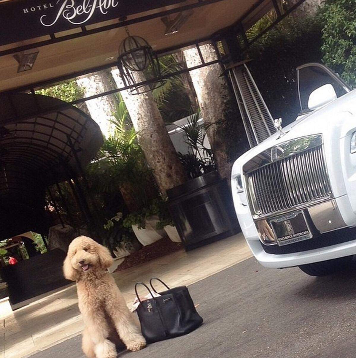 Auf dem Instagram-Account "Rich Kids of Instagram" führen die Kinder Superreicher ihre Yachten, Sportautos und Traumurlaube vor. Ähnliches macht der Account "Rich Dogs auf Instagram", der das Luxusleben der Vierbeiner ablichtet. Mit Rolls Royce und Hermès-Tasche posiert dieser Pudel.