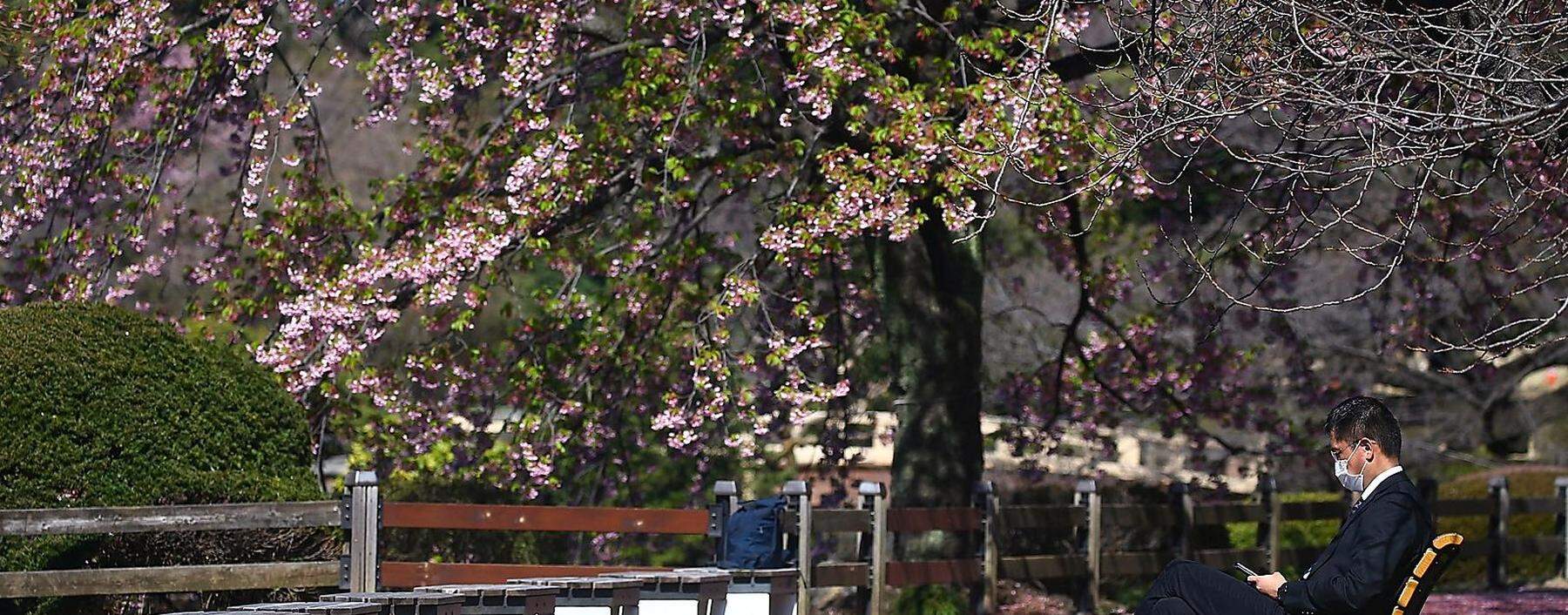 A visitor wearing a protective face mask rests under early flowering Kanzakura cherry blossoms at Shinjuku Gyoen National Garden in Tokyo