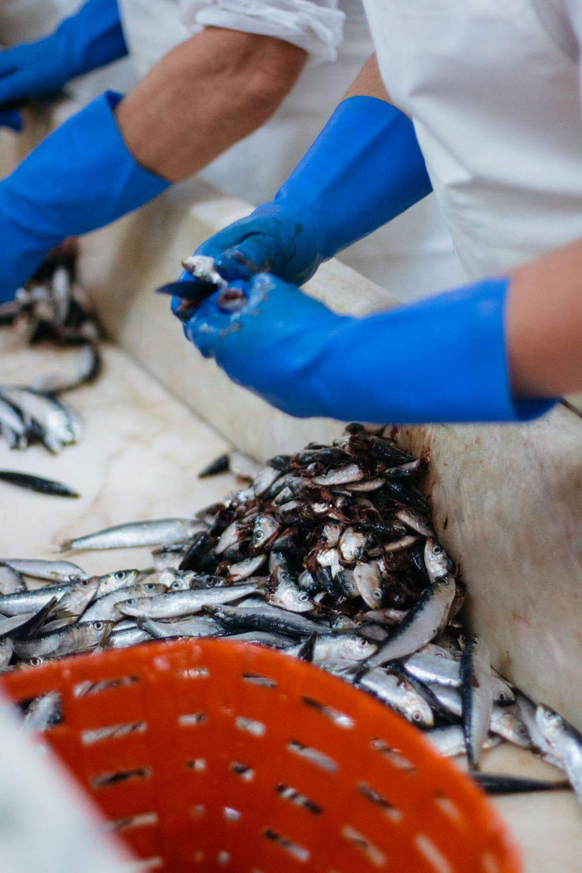 Die Marke verschwand vorübergehend vom Markt. Zwar existiert nach wie vor eine Fischfangquote, Engpässe solle es aber in der nächsten Zeit keine mehr geben, wie Nuri-Alleinimporteur Jakob Glatz verspricht.