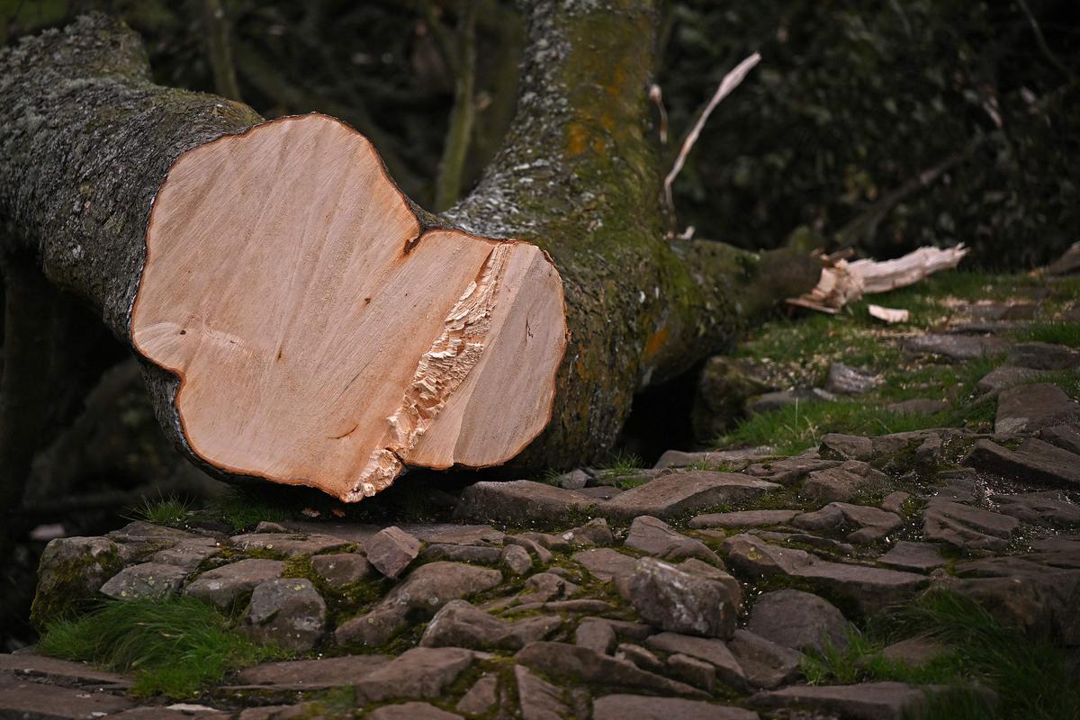 Der Baum wurde mit einem sauberen Schnitt kurz über dem Boden abgetrennt