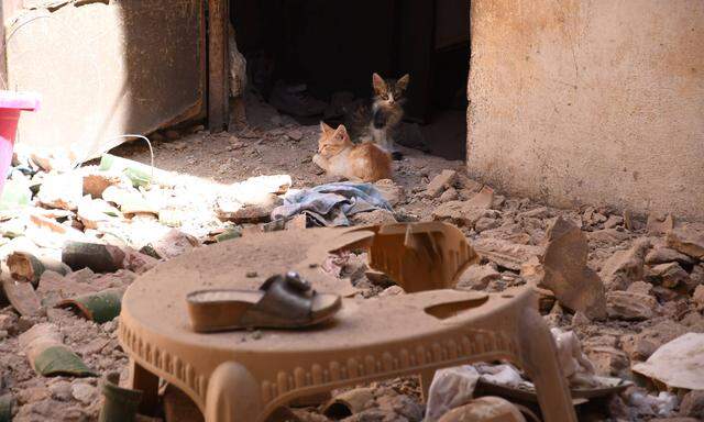 Katzen in einem beschädigten Gebäude in Marrakesch