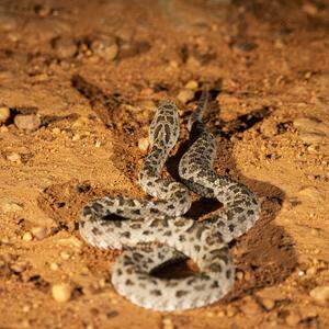 Die Jararaca-Lanzenotter ist für die meisten Schlangenbisse in Brasilien verantwortlich