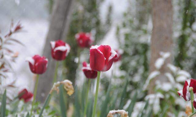 Schneebedeckte Tulpen in Niederösterreich.