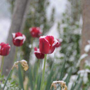 Schneebedeckte Tulpen in Niederösterreich.