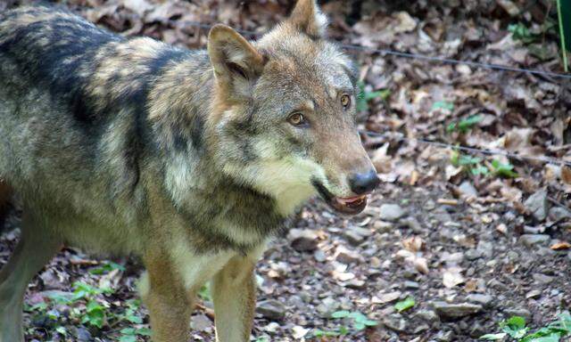 Die Kärntner Wolfsverordnung widerspreche EU-Recht, heißt es seitens des Vereins gegen Tierfabriken.