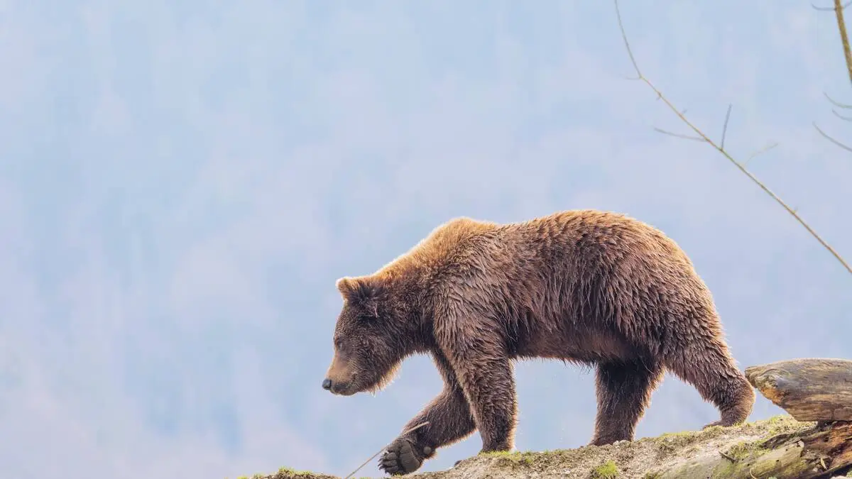 Bär geht in Osttirol um