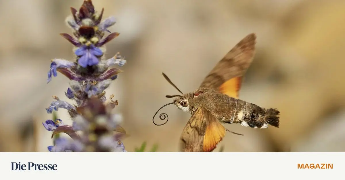 Mit-dem-Handy-die-Natur-erforschen