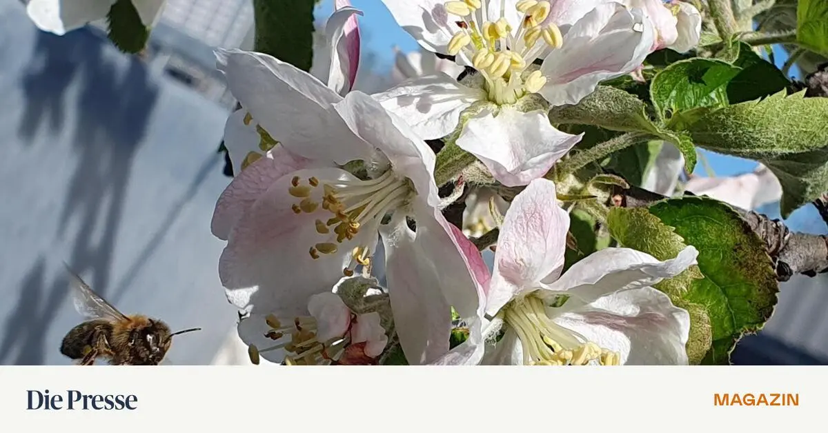 Mitmachen-Tiere-und-Pflanzen-fotografieren-als-Wettbewerb-premium-