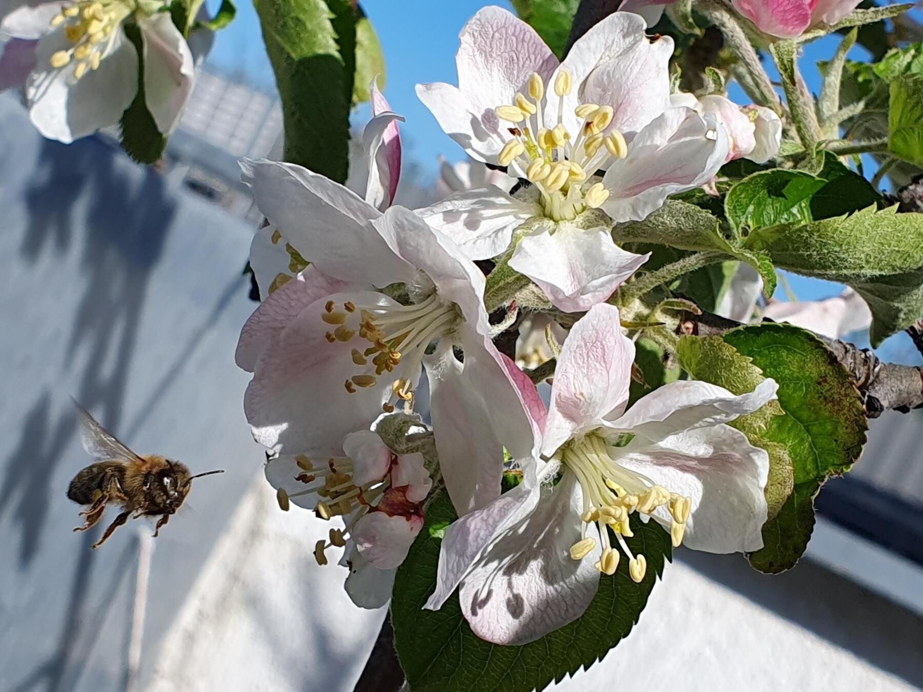 Mitmachen: Tiere und Pflanzen fotografieren als Wettbewerb [premium]