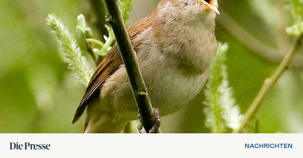 Nachtigall-Battle-sterile-Tigerm-cken-und-VR-Brillen-im-Wald