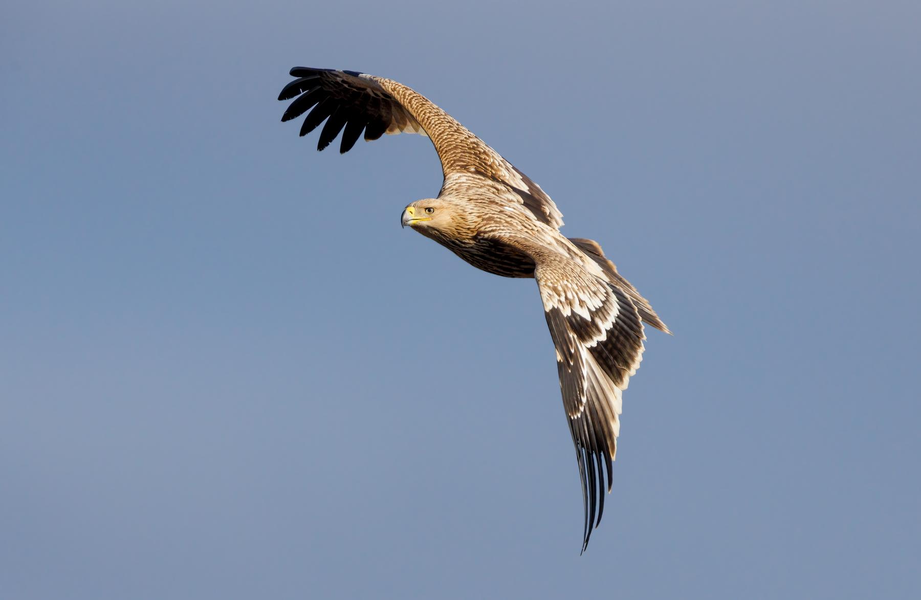 81 Jungvögel: Guter Bruterfolg beim Kaiseradler in Ostösterreich