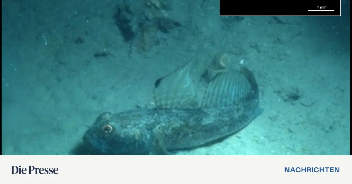 Fossile-Fische-In-den-Ohrknochen-stecken-Infos-ber-Nahrung-Umwelt-und-Stress