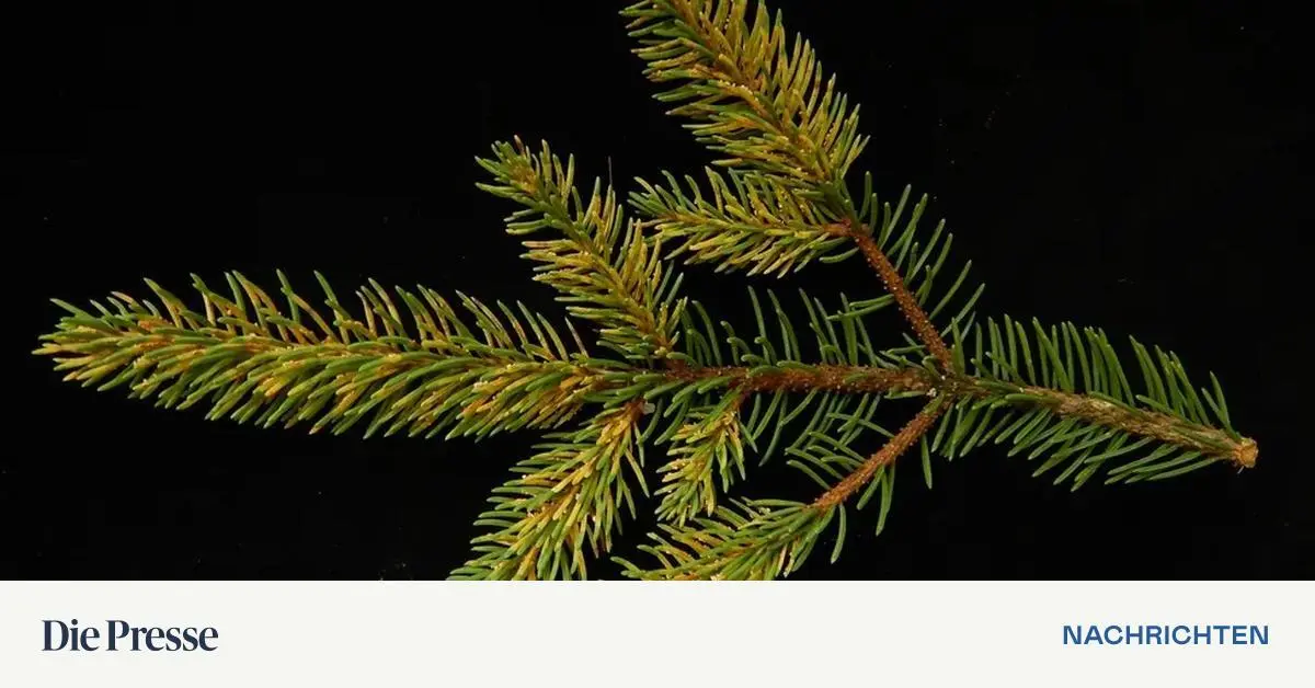 Gr-ner-die-Nadeln-nie-fallen-Die-Klimanews-aus-Forschung-und-Technik